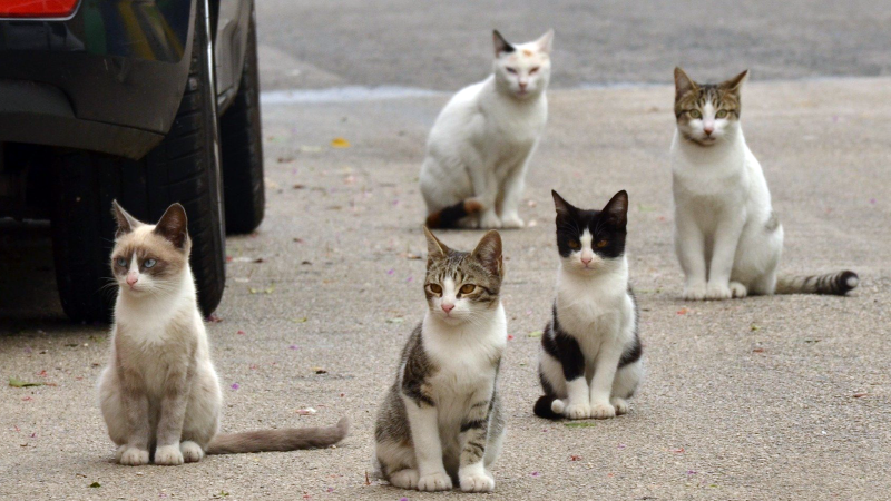 Des chats brûlés vifs: La 'tortionnaire' écrouée