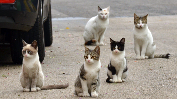 Des chats brûlés vifs: La 'tortionnaire' écrouée