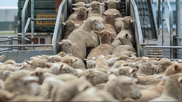Forte demande pour les viandes d’agneau importées