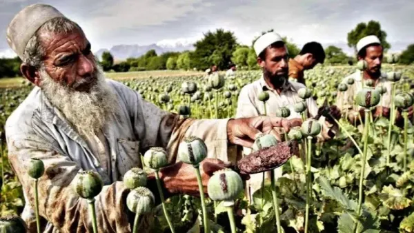 Afghanistan : Recul de l’opium, essor des drogues de synthèse